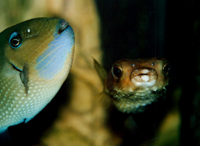 Dr�cker- und Igelfisch
