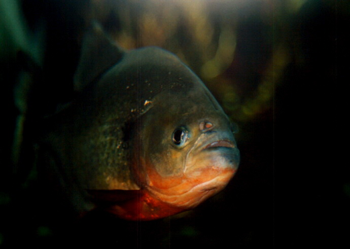 Piranha