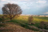 baum.jpg (48074 Byte)