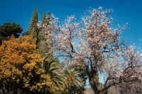 baeume.jpg (55303 Byte)