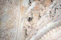 spatz.jpg (39736 Byte)