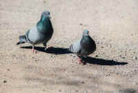 tauben.jpg (37970 Byte)