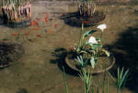 teich.jpg (54273 Byte)