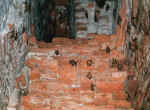 flughunde.jpg (29510 Byte)