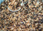 roestbienen.jpg (41750 Byte)