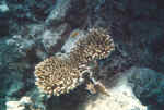 acropora2.jpg (44831 Byte)