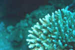 acropora.jpg (38184 Byte)