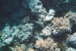 acroporae.jpg (48061 Byte)