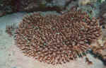 acropora mit parapriacanthus guentheri.jpg (81844 Byte)