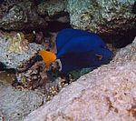 Blauer Segelflossendoktor